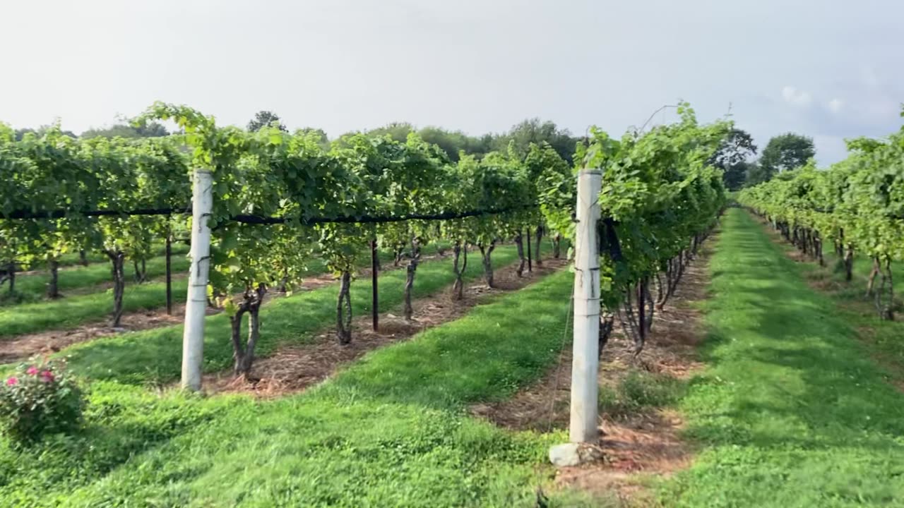 Jonathan Edwards Winery (Stonington, Connecticut)