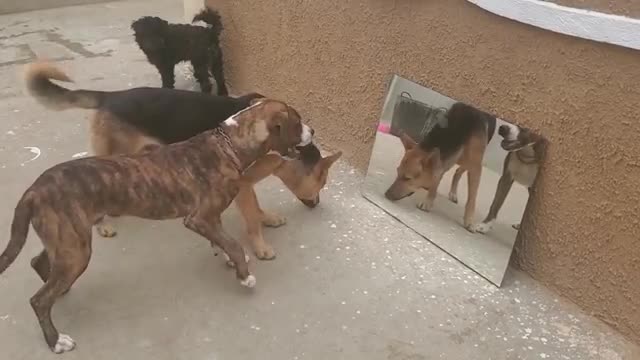 reaction of dogs in front of the mirror. Hahahaha