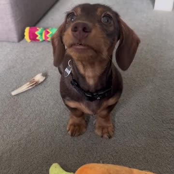 Clingy Dogs.........?