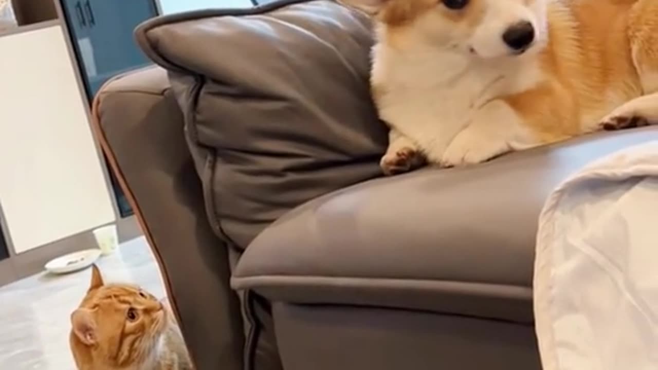 kitten doesn't like cute puppy sitting on chair