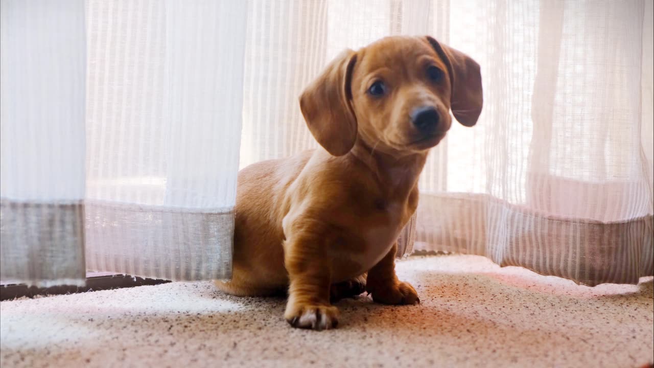 A Pet Dog Wandering On A Camera