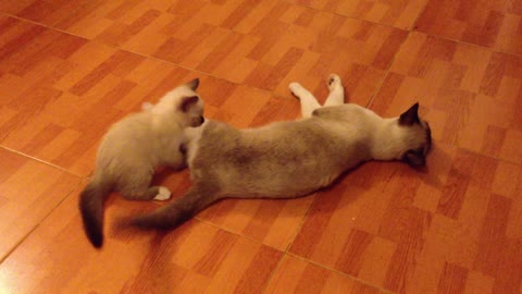 A kitten plays with his mother