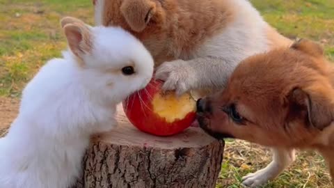 puppy and bunny eating apple