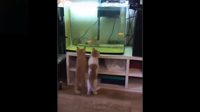 Funny video of a cat