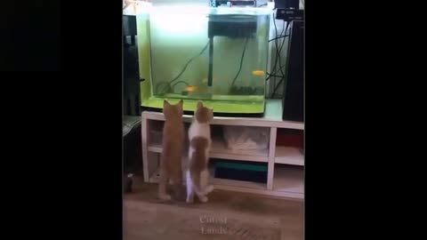 Funny video of a cat