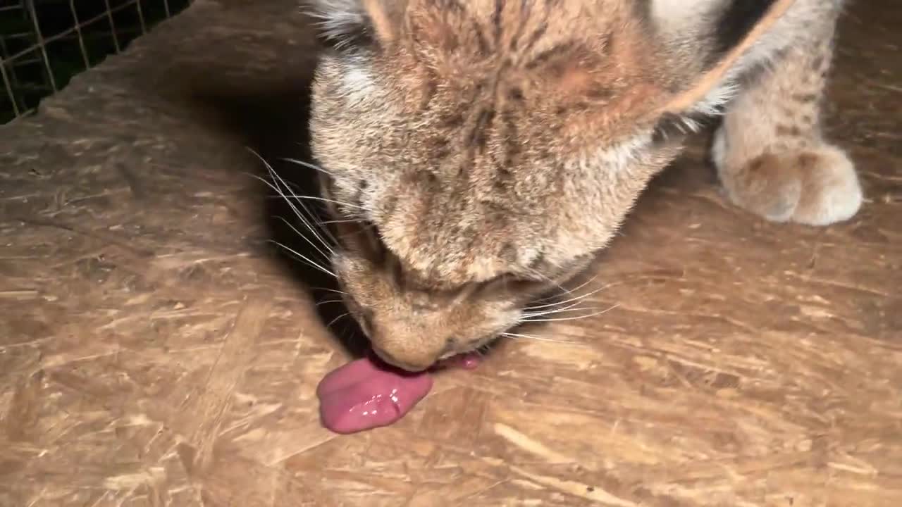 wild cat eat out of hand. We feed the lynx from the hands