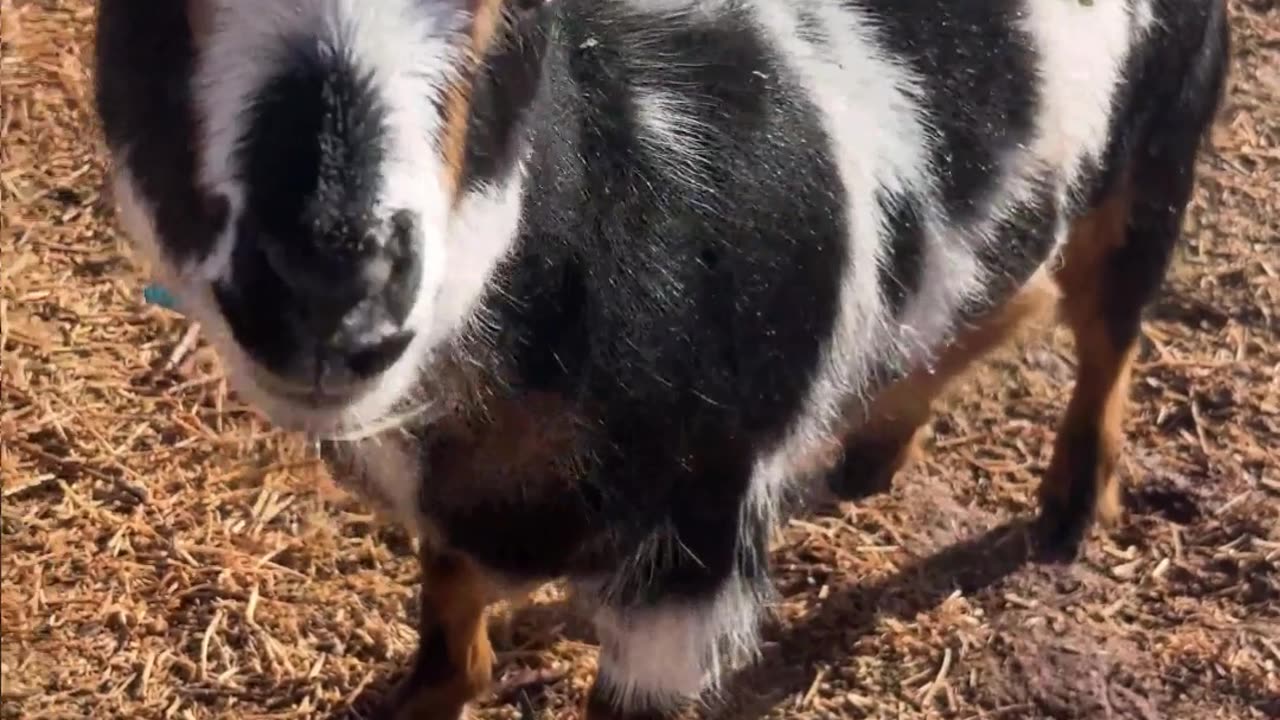 Baa or Cluck? The Mystery Sound of H5 Ranch's Tulip