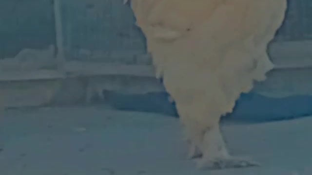 Monster rooster 🐓 at home
