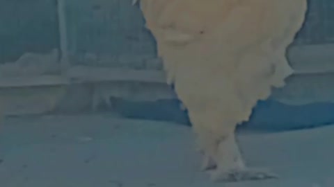 Monster rooster 🐓 at home