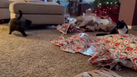 New Funny Animals Video 2024 | Funniest Cats and Dogs Videos | New Funny Video Of Cat And Dogs #266