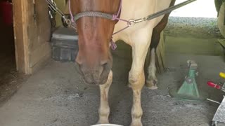 Chill Horse Has Majestic Mane