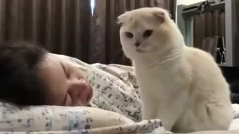 This cat wakes up his master to ask for food