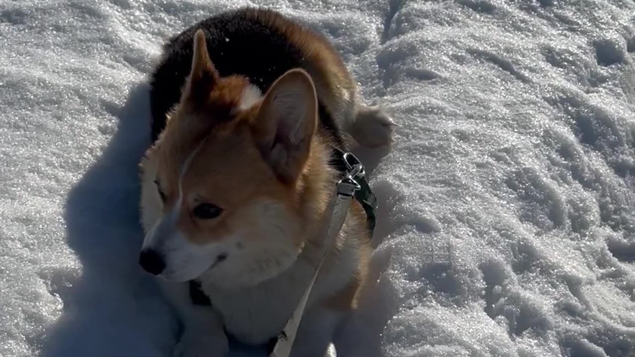 B - boy corgi