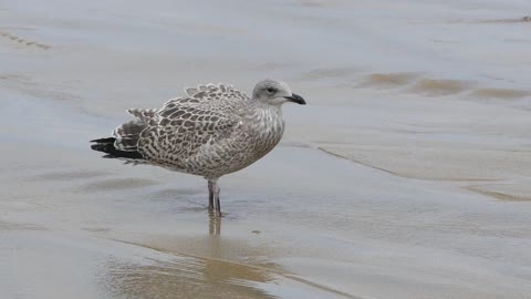 Seagull Gulls Eating Sea Nature Bird Animal