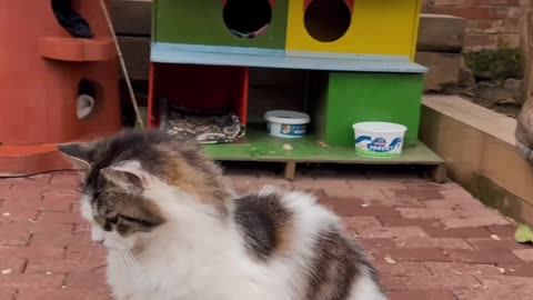 PLAYING WITH THE CAT