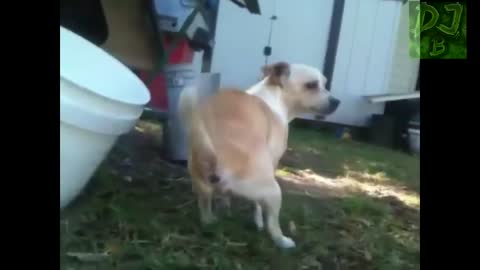 Animals funny Farting
