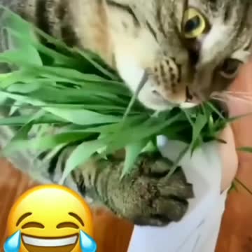 Vegan cat - grief in the family