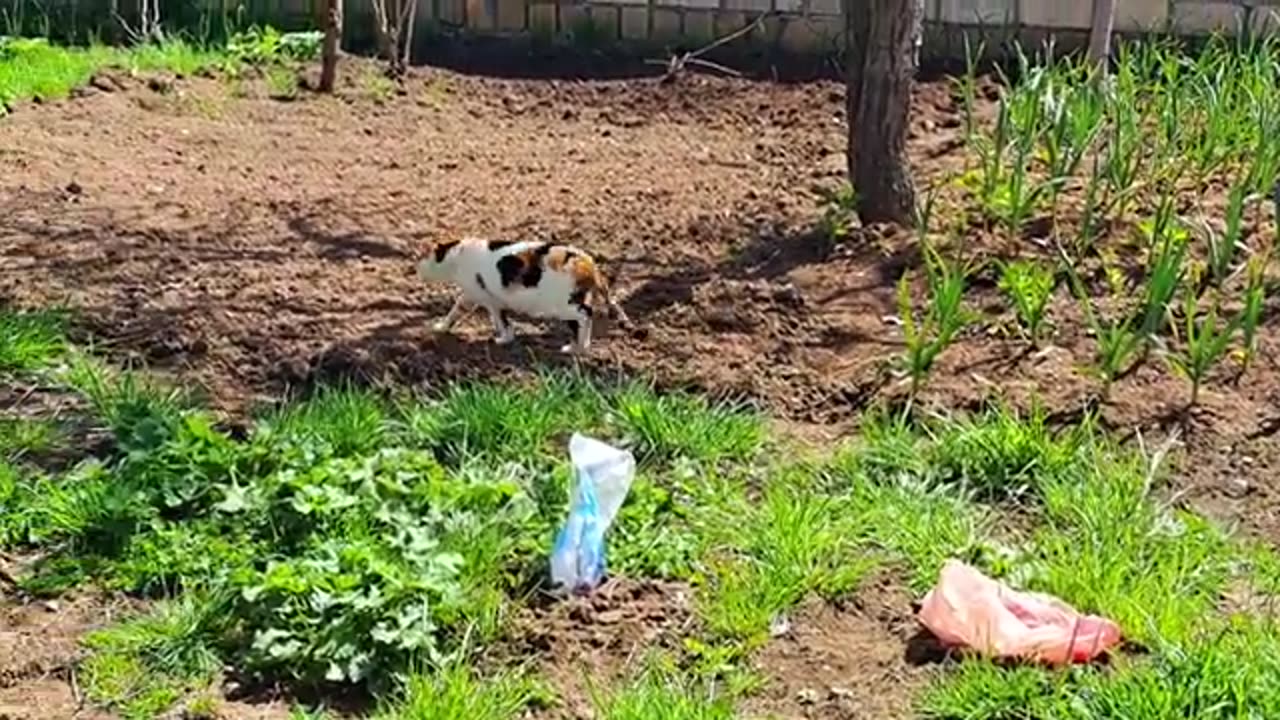 A cute cat pooped and then covered the poop. Smart cat.