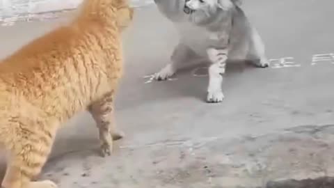 best funniest animal videos 2023 😂 funny cats and dogs 😹🐶