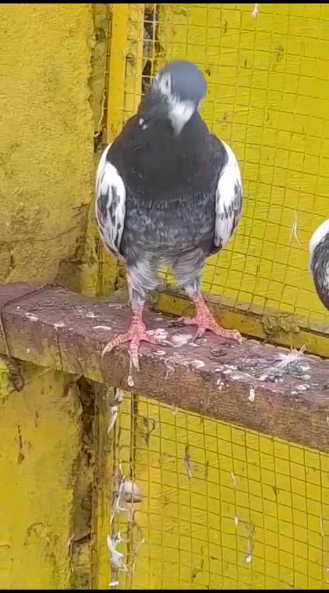 Parwazi pigeon for sell