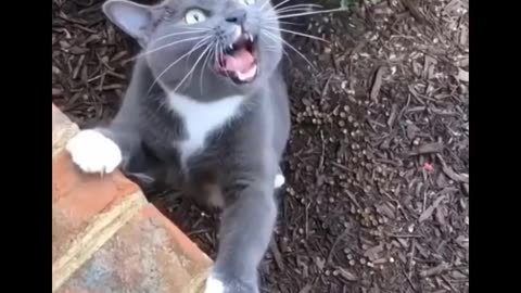 Funniest Cats 😹 - Dont try to hold back Laughter 😂 most funny cats