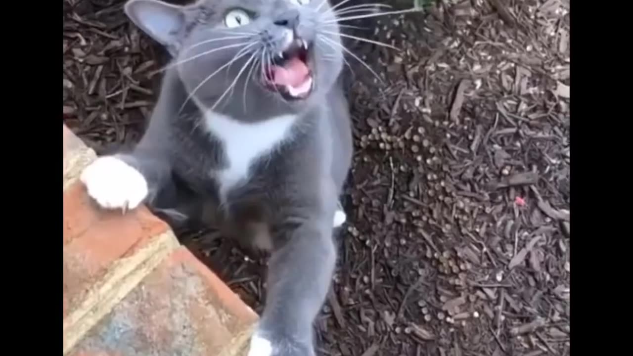 Funniest Cats 😹 - Dont try to hold back Laughter 😂 most funny cats