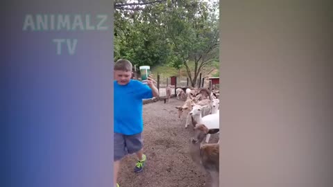 Enfants drôles et les tout petits jouant avec les animaux de la ferme