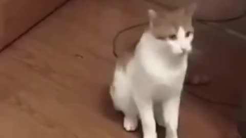 FUNNY ANIMALS VIDEOS TRY NOT TO LAUGH 🤣 | FUNNY CATS | FUNNY DOGS | CUTEST ANIMALS Eps 99 #SHORTS