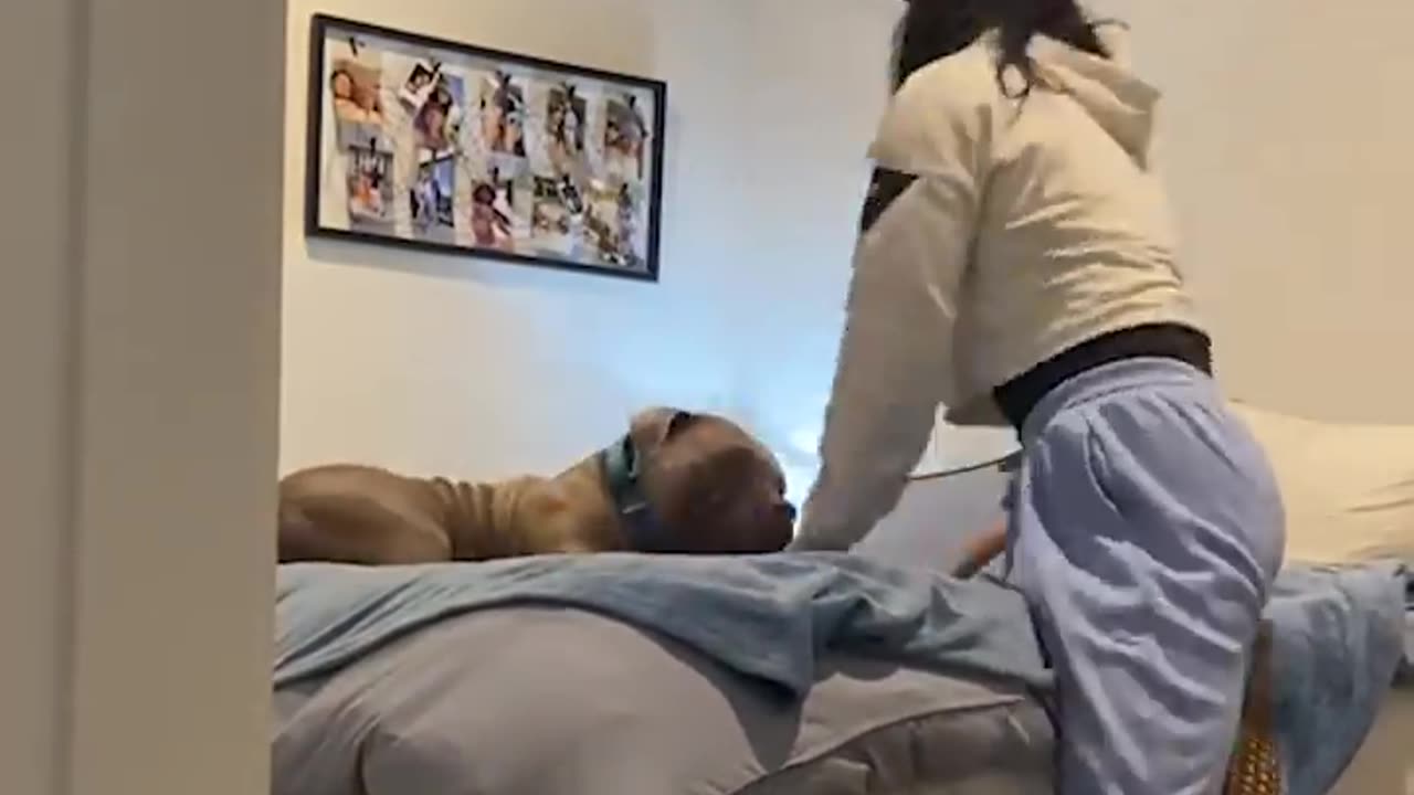 This American Bully is NOT a morning person...