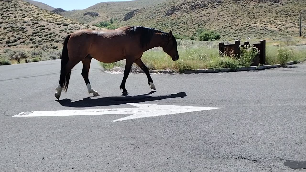 Last Horse 🐎 at Washoe Lake