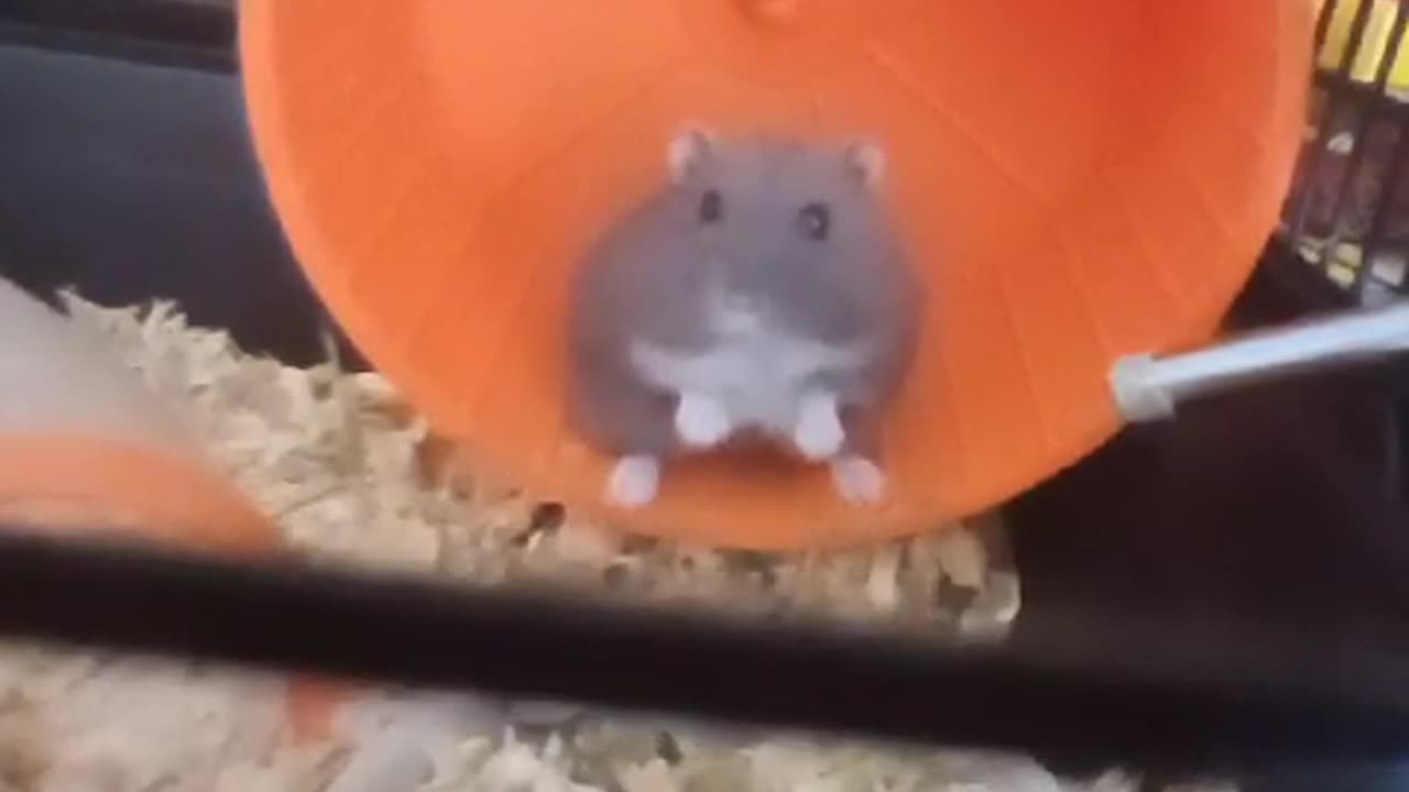 Funny hamster