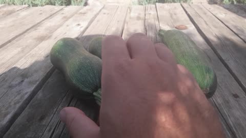 First zucchini harvest