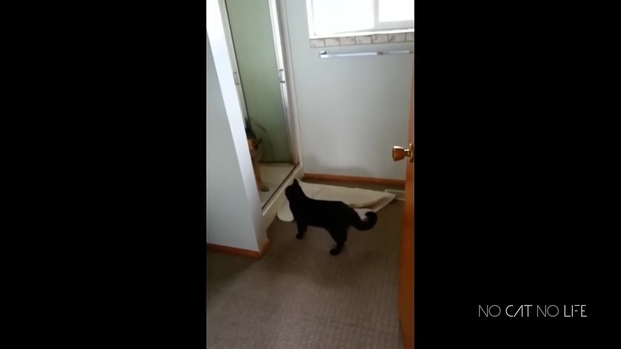 Check out the funny battles between cats vs dogs.