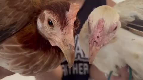 Native chickens