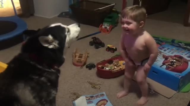 Toddler laughs as he and husky howl together.