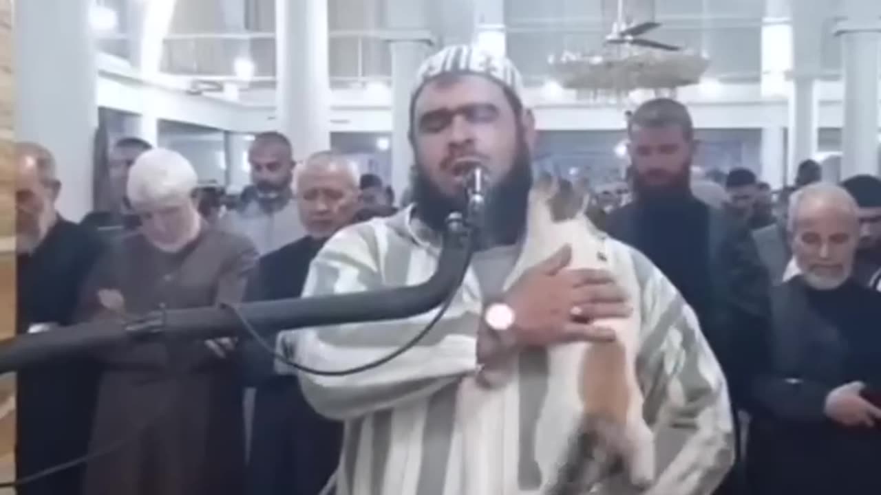 Cat jumps on Imam during Ramadan prayers | Al Jazeera Newsfeed