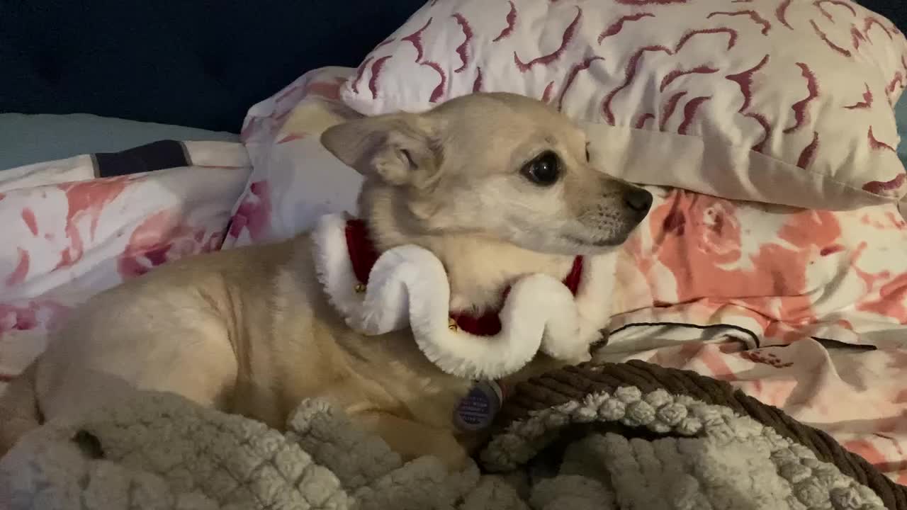 My doggo’s New Christmas Time Collar