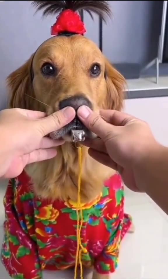 Funny dog video🐕A Dog With Whistles 😁