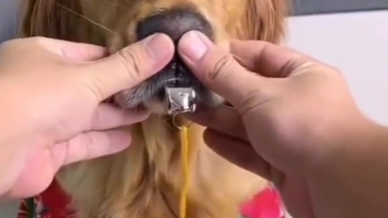 Funny dog video🐕A Dog With Whistles 😁