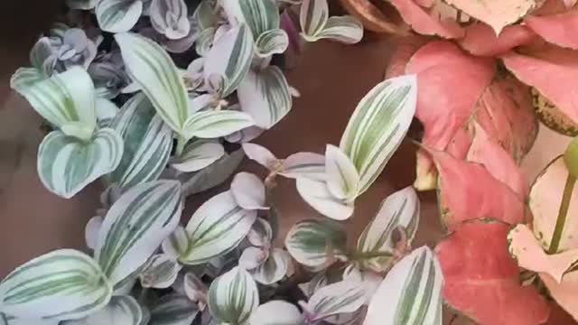 dying pink flowers