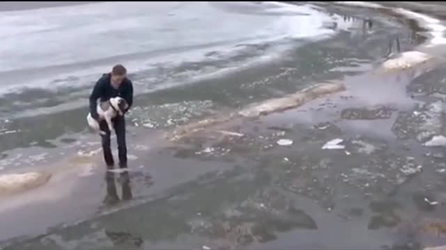 EXCITING, SAVING A DOG IN TROUBLE