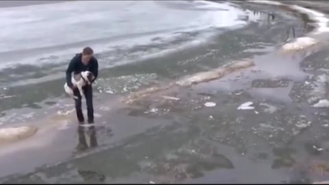 EXCITING, SAVING A DOG IN TROUBLE