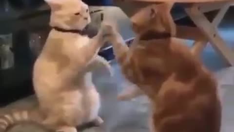 Two cats playing with each other aam chori chappa chori