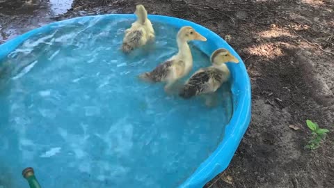 Baby ducks