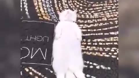 CUTE AND FUNNY CAT!