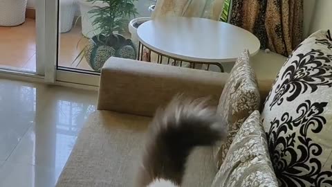 Such a Cute Cat 🥰