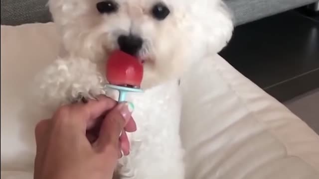Teddy Dog Eating Sugar for the First Time