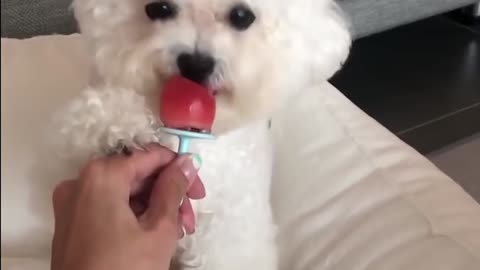 Teddy Dog Eating Sugar for the First Time