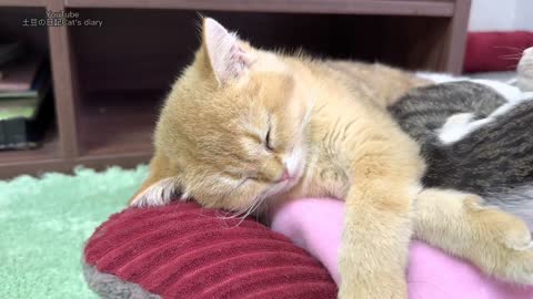 Let me introduce the three kittens I adopted in detail. kitten without mother.She loves ducklings.