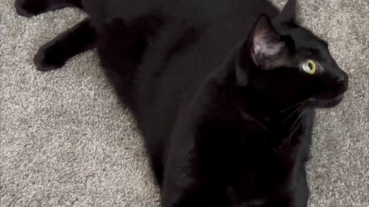 Adopting a Cat from a Shelter Vlog - Cute Precious Piper Shows Her Method to Take Inventory #shorts